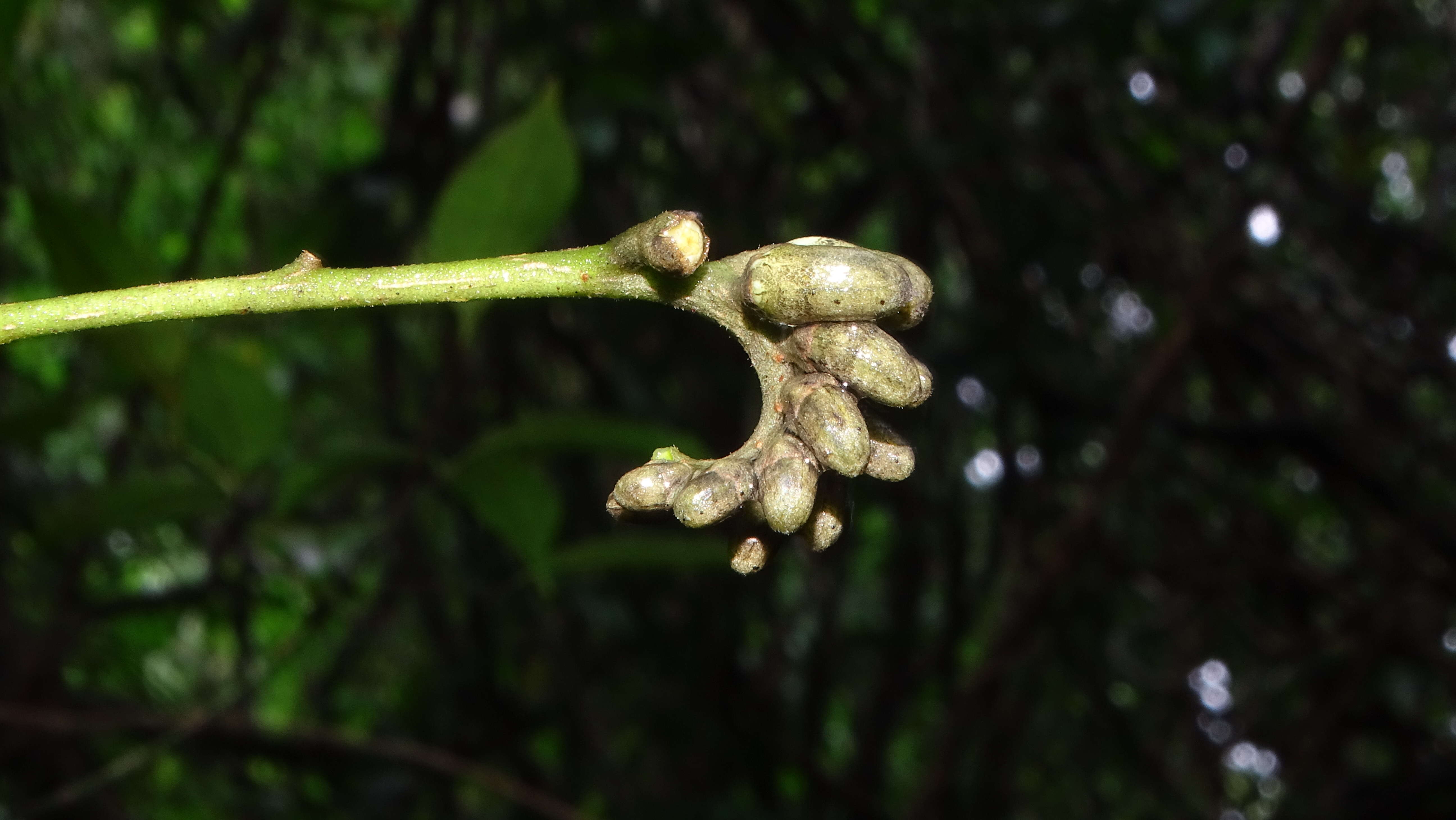 Image of Raputia aromatica Aubl.