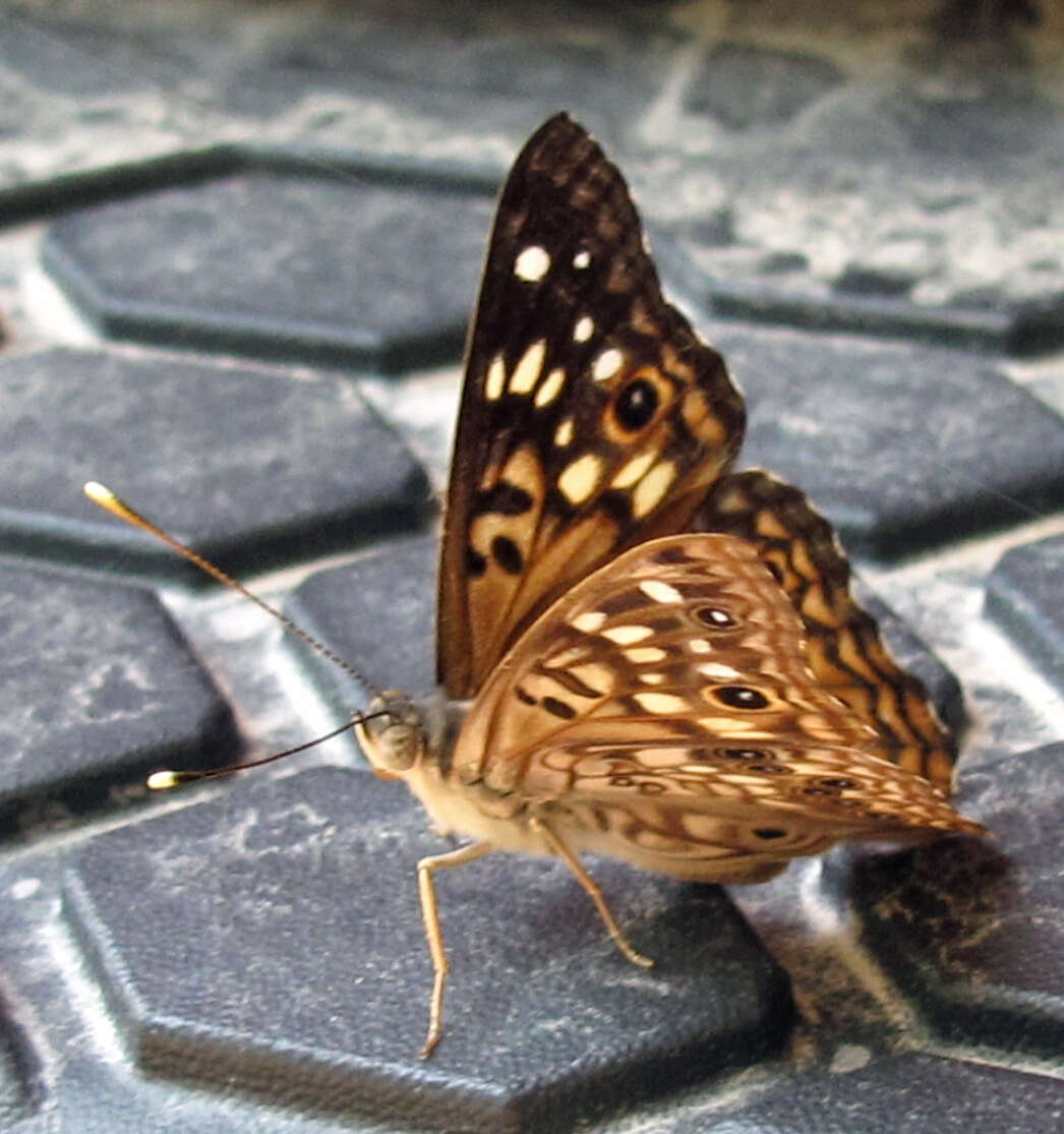 Image of Hackberry Emperor