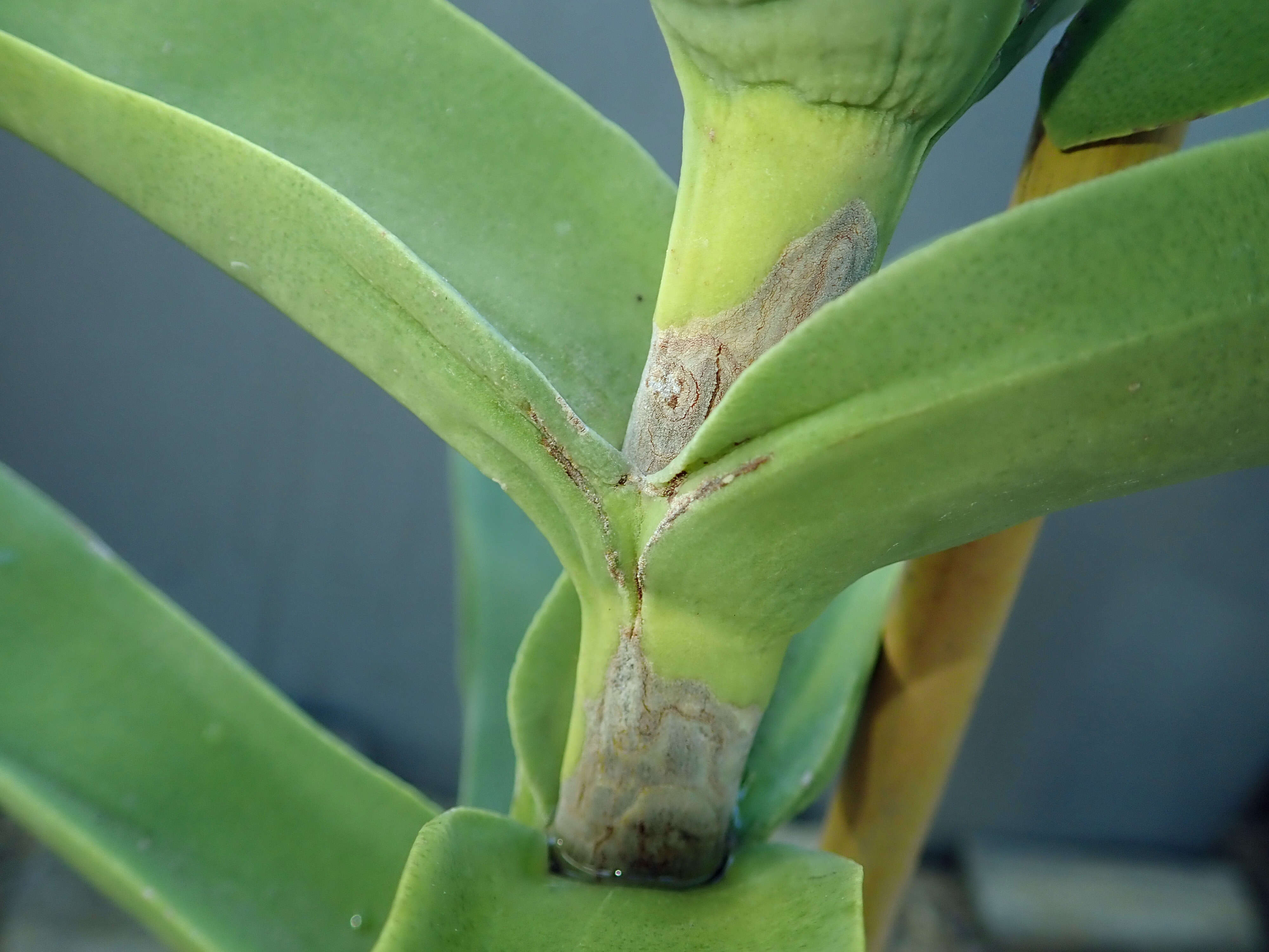 Image of Crassula perfoliata var. minor (Haw.) Rowley