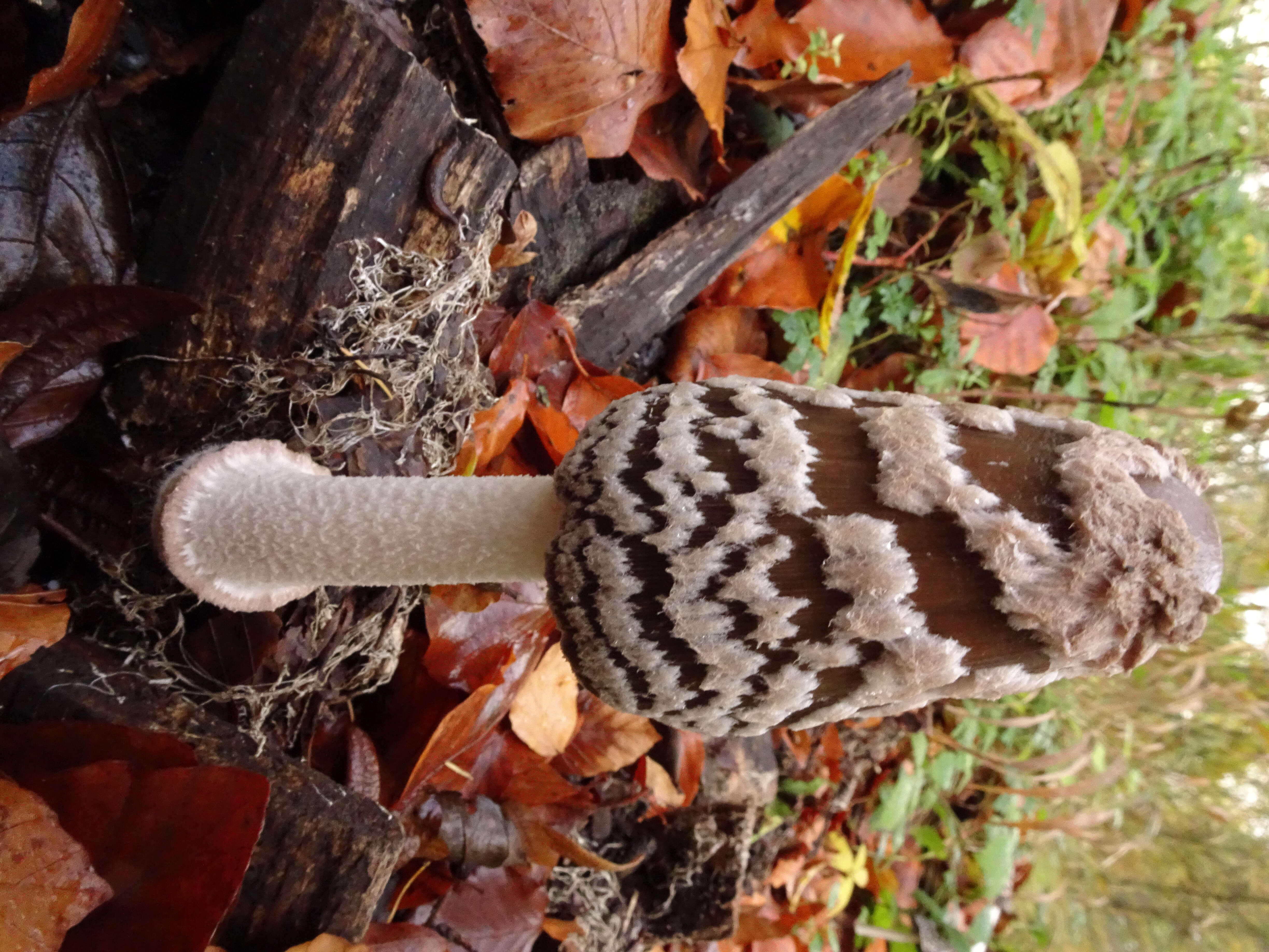 Imagem de Coprinopsis picacea (Bull.) Redhead, Vilgalys & Moncalvo 2001