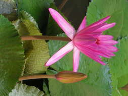 Image of waterlily