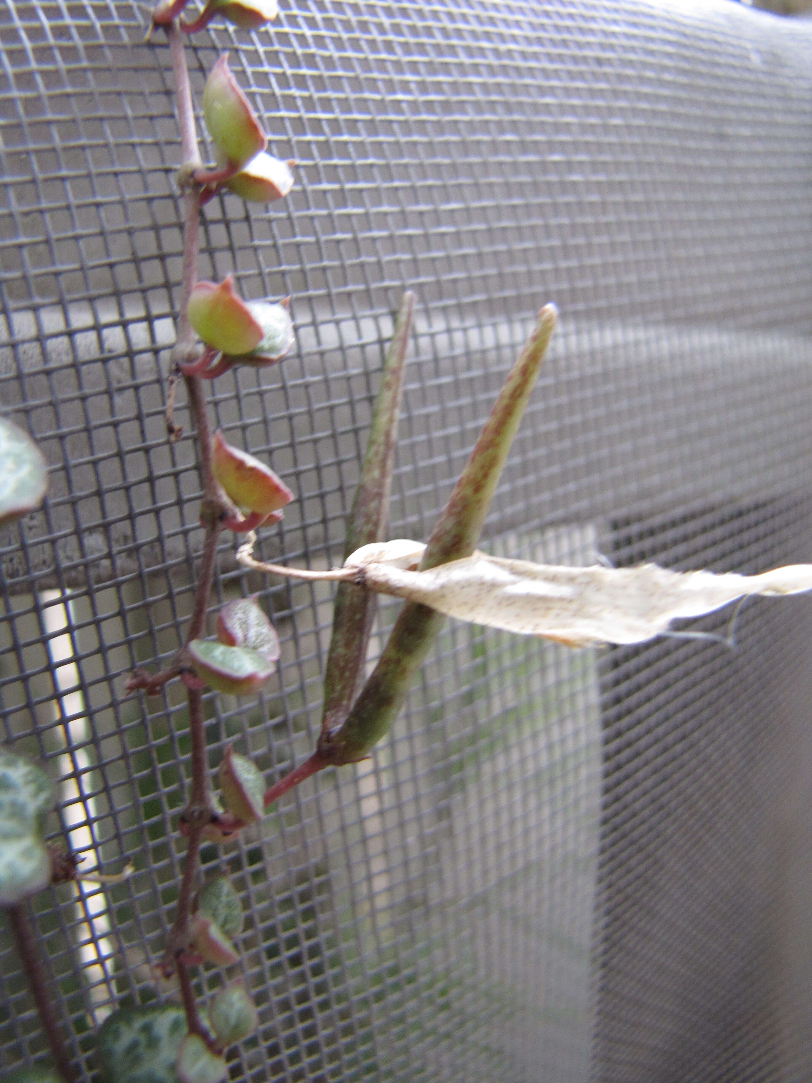 Image of Ceropegia collaricorona Werderm.