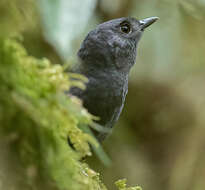 Image of Tatama Tapaculo