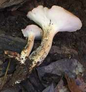 Image of Rooting Polypore