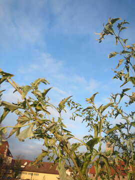 Image de Atriplex sagittata Bkh.