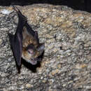 Image of Kolar Leaf-nosed Bat