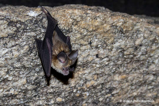 Image of Kolar Leaf-nosed Bat