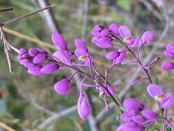 Image of heath milkwort