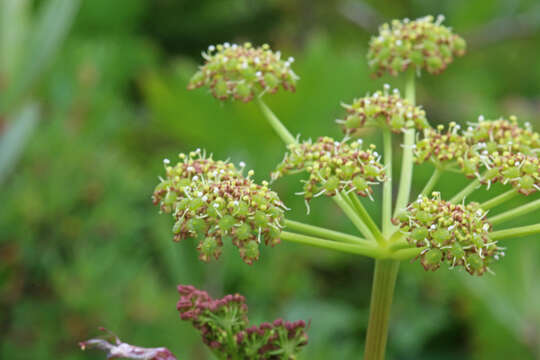 Image of Utah angelica