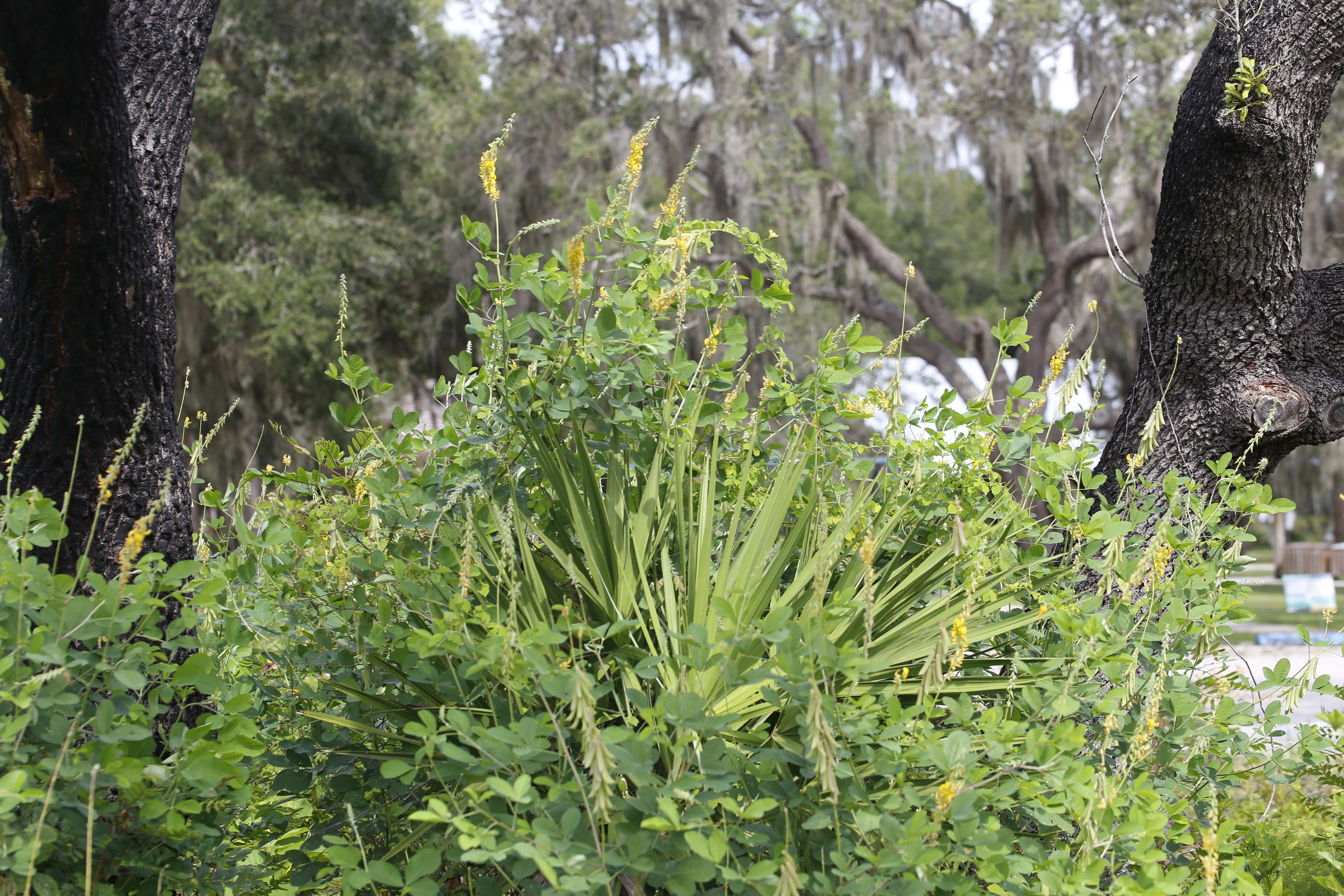 Image of smooth rattlebox