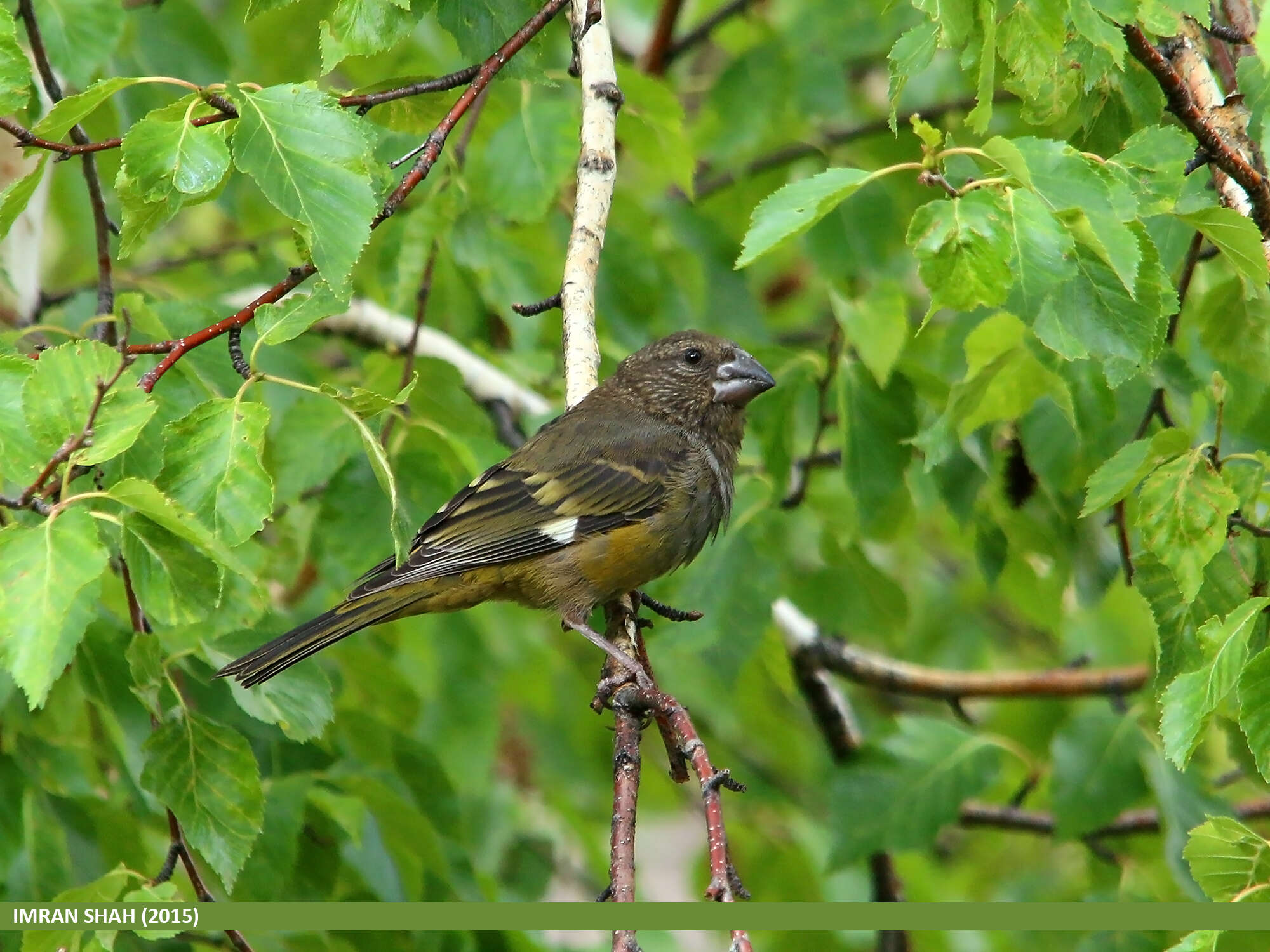 Image of White-winged Grosbeak