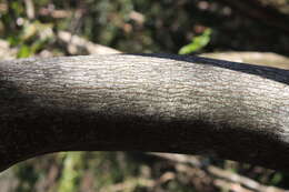 Image of Neoshirakia japonica (Siebold & Zucc.) Esser