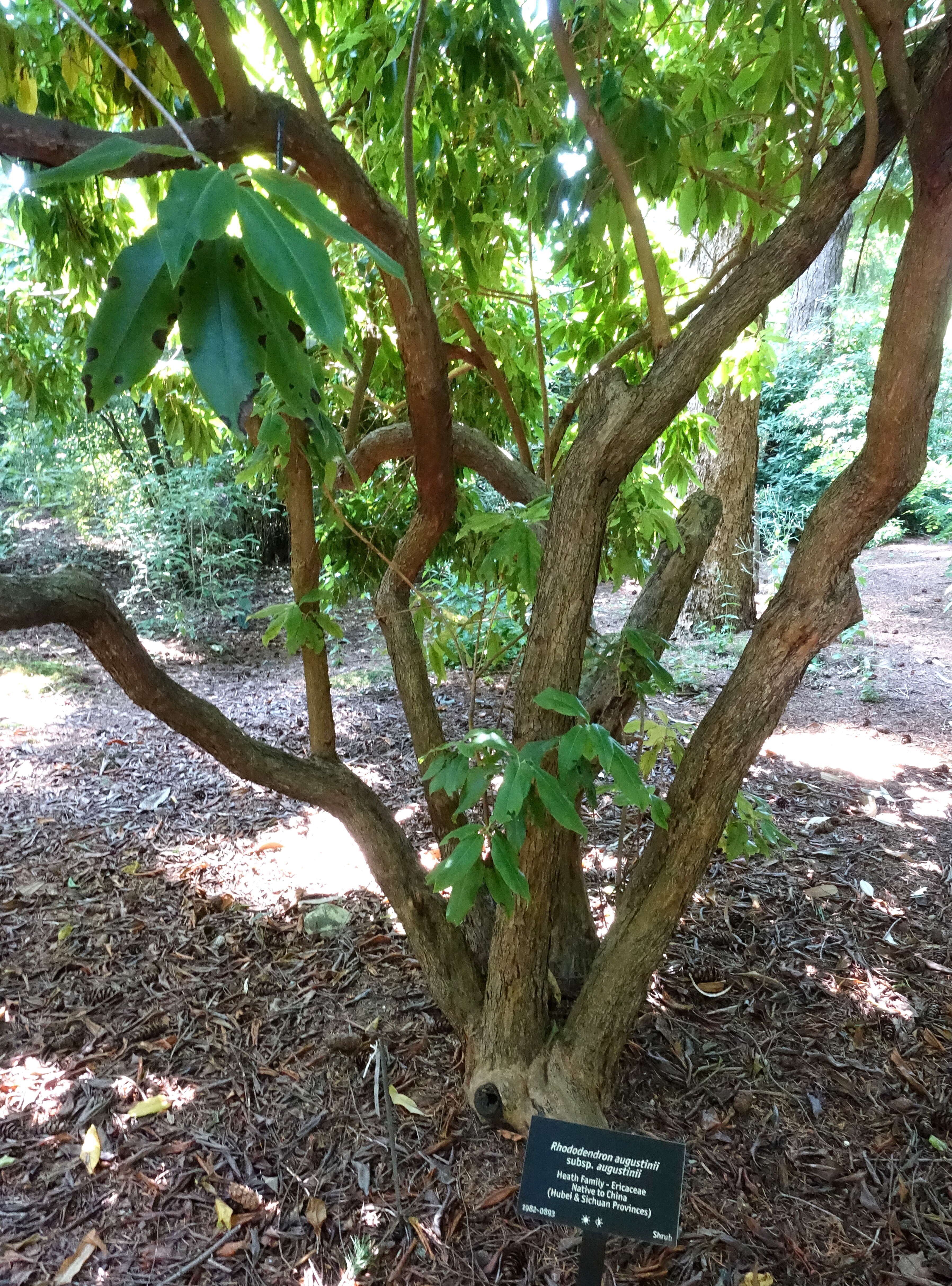 صورة Rhododendron augustinii Hemsl.