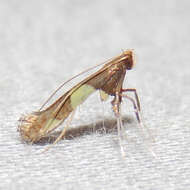 Image of Caloptilia bimaculatella (Ely 1915)