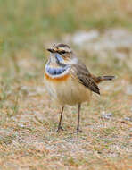 Image of Bluethroat