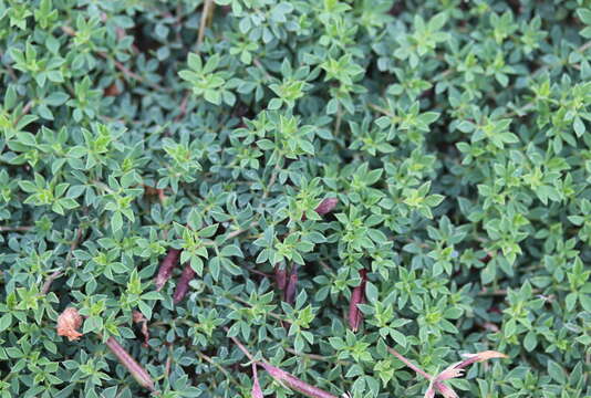 Image of Common Bird's-foot-trefoil