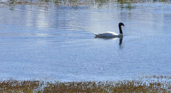 Imagem de Cisne-de-pescoço-preto