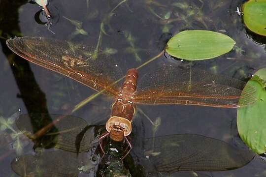 Image of Brown Hawker