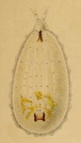 Image of Microdon analis (Macquart 1842)