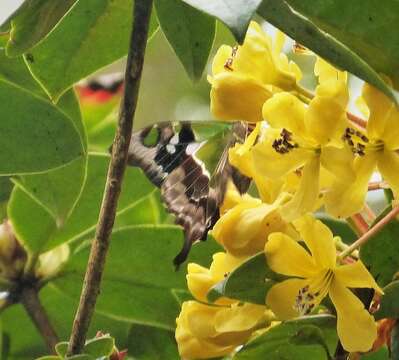 Image of Purple Spotted Swallowtail