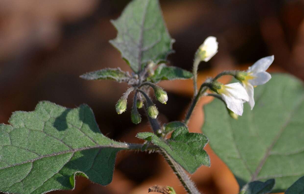 Plancia ëd Solanum nigrum L.