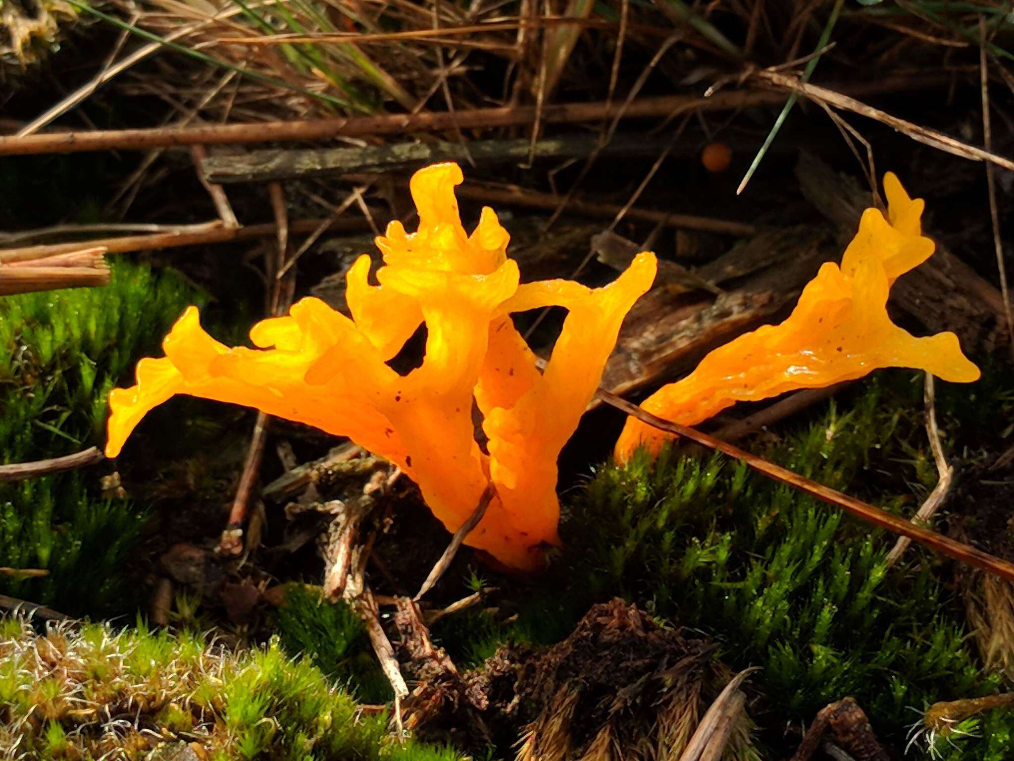 Image of Calocera viscosa (Pers.) Fr. 1821