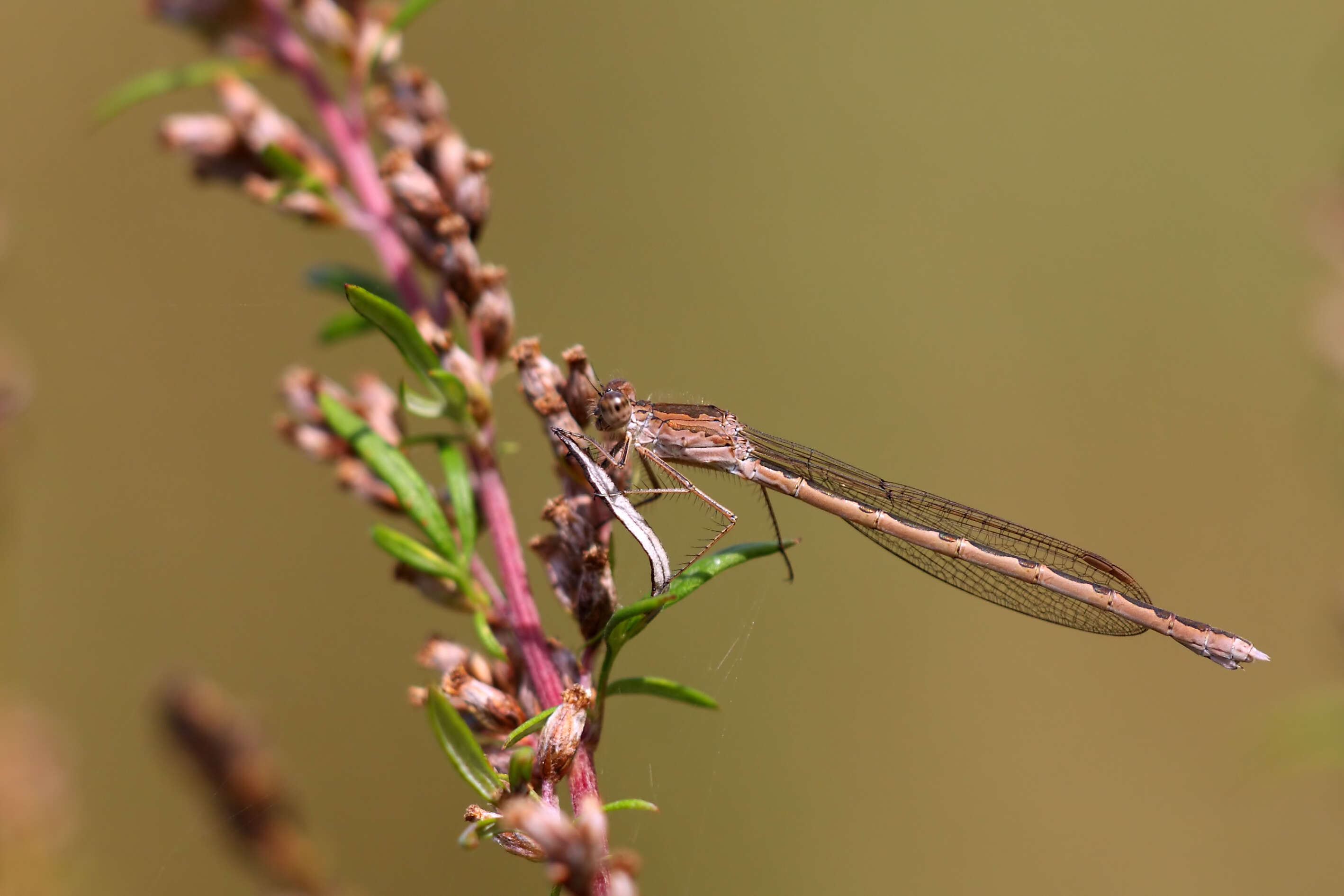 Image of Siberian Winter Damsel