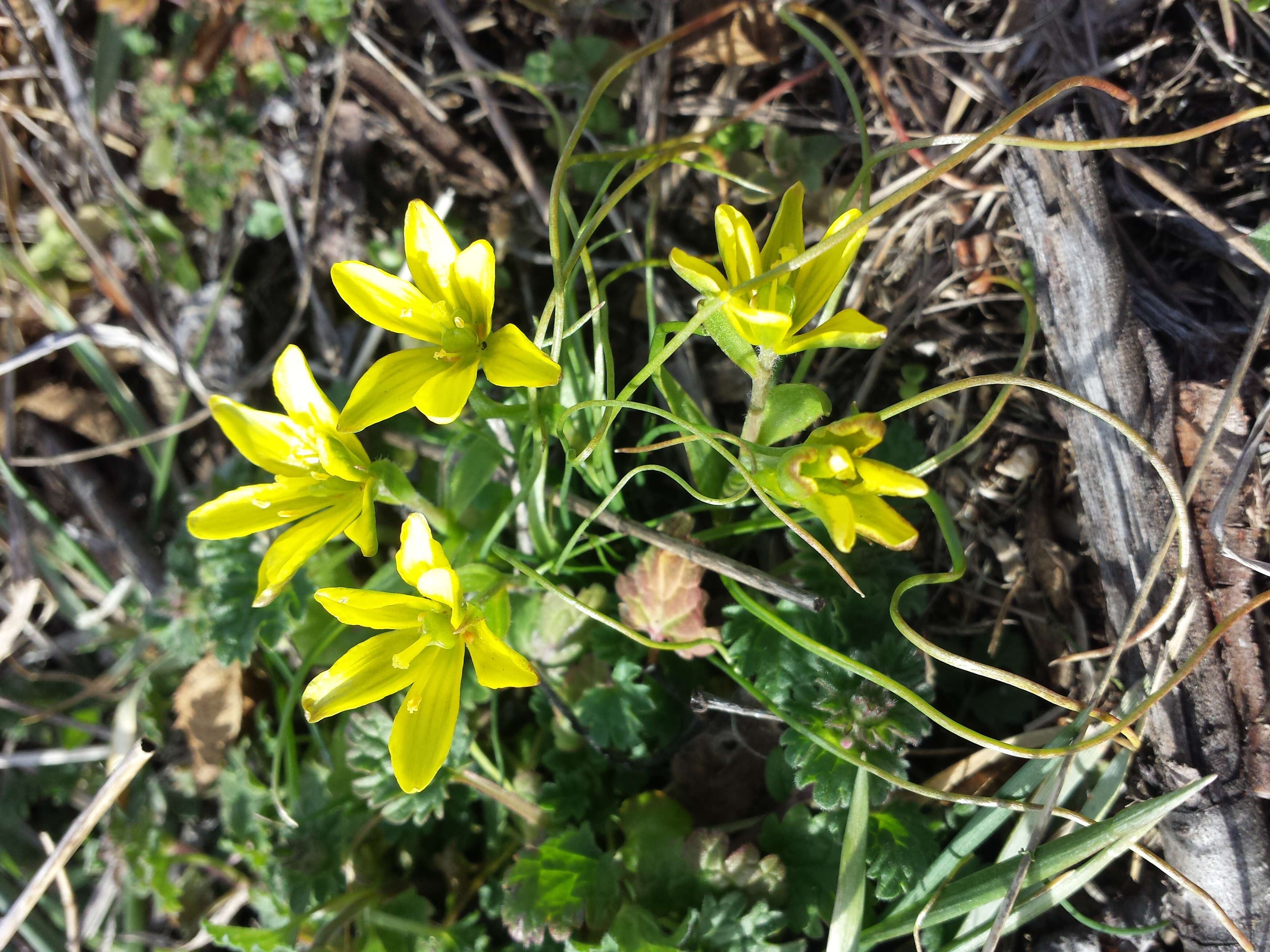 Image of star of Bethlehem