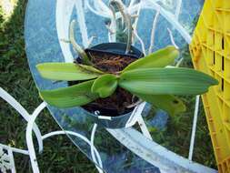 Слика од Rhynchostylis gigantea (Lindl.) Ridl.