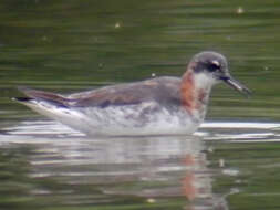 Image of Red-necked Phalarope