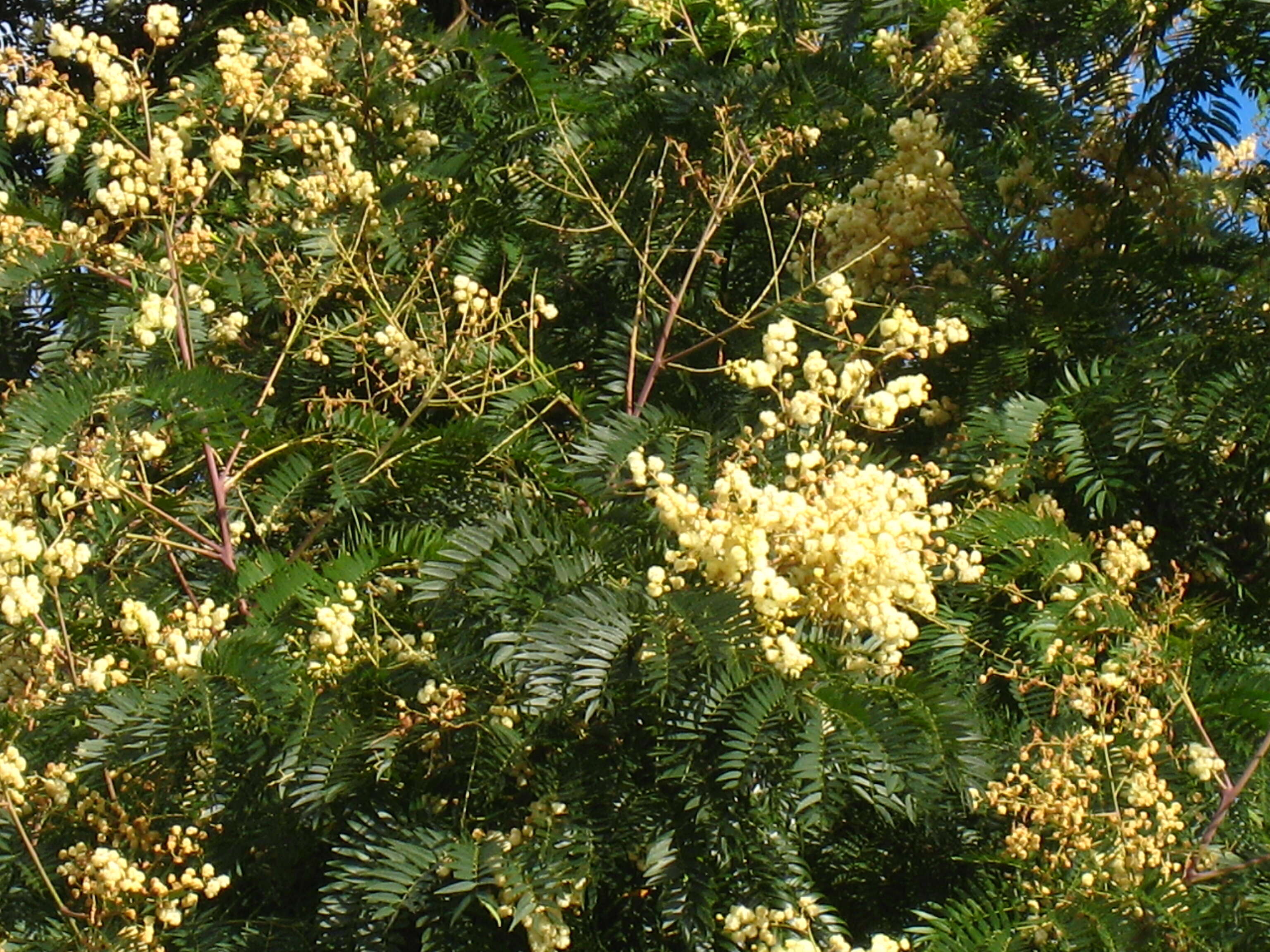 Слика од Acacia elata A. Cunn. ex Benth.