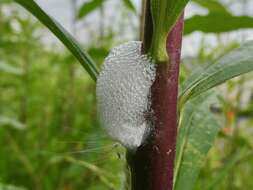 Image of spittlebugs