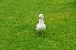 Image of European Herring Gull