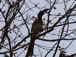 Image of African Grey Hornbill