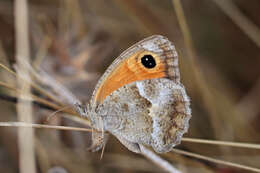 Image of Pyronia cecilia Vallantin 1894