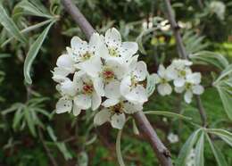 Plancia ëd Pyrus salicifolia Pall.