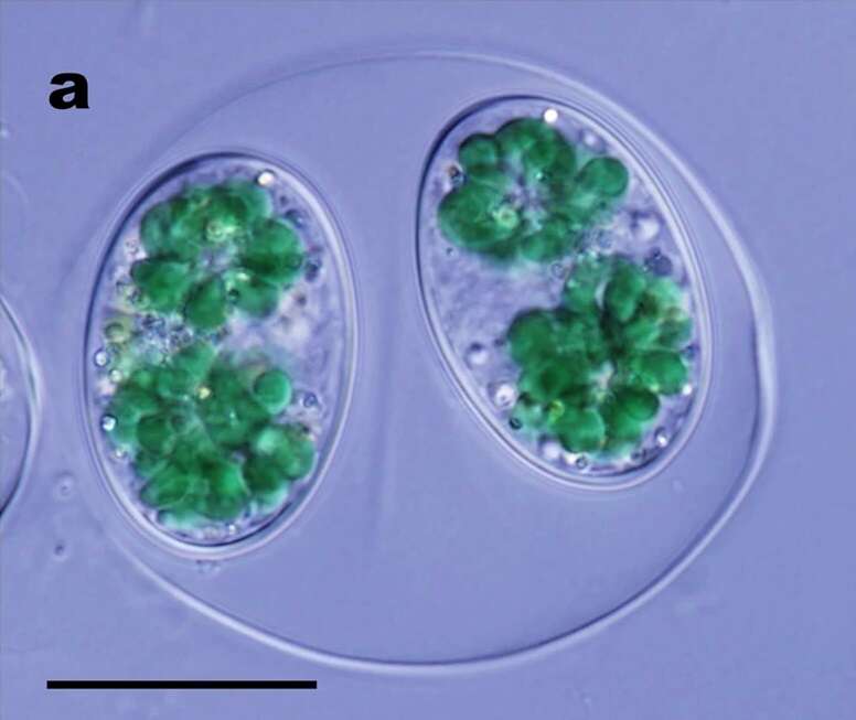 Image of glaucophytes