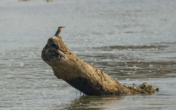 Image of Common Kingfisher