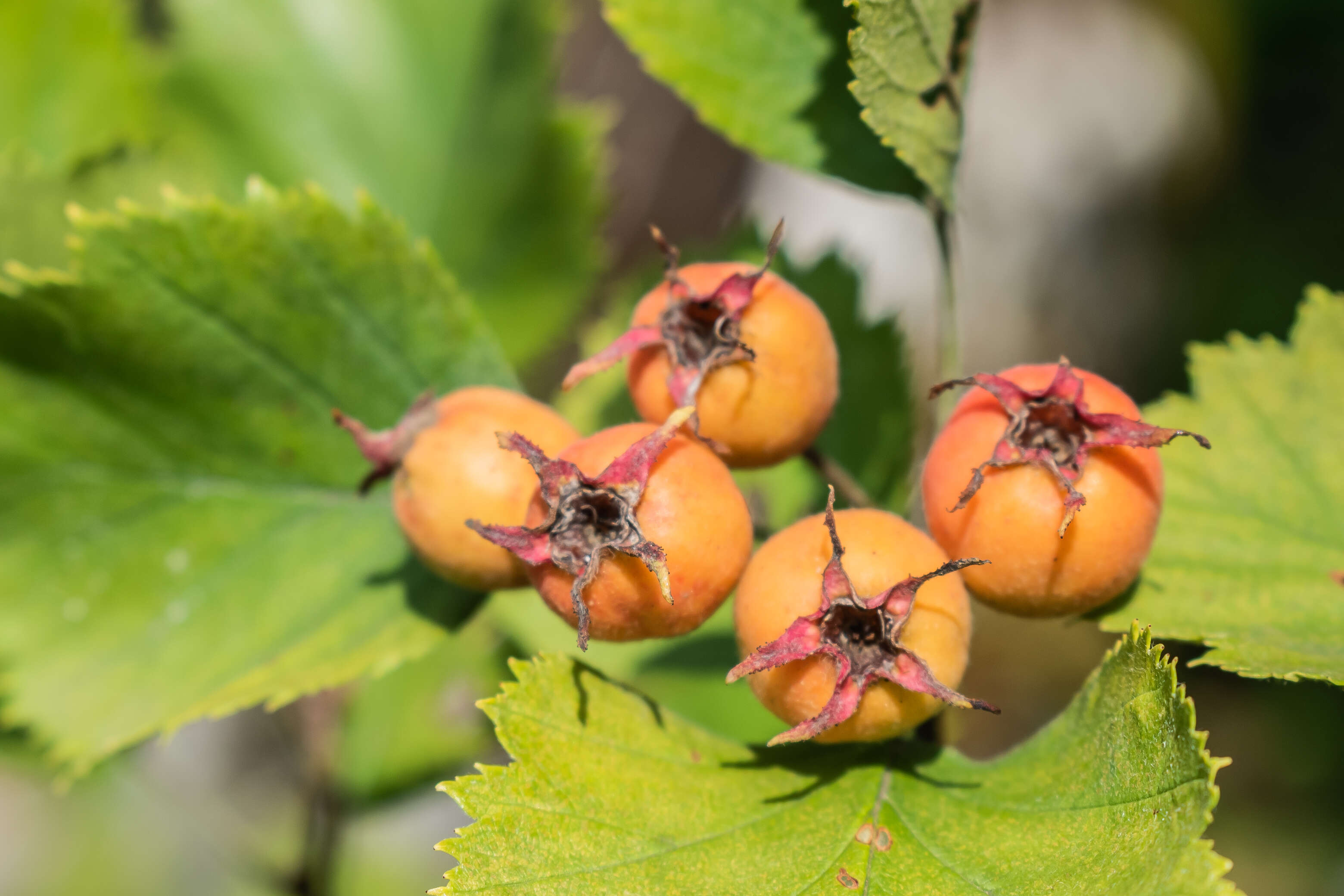 Plancia ëd Crataegus anomala Sarg.