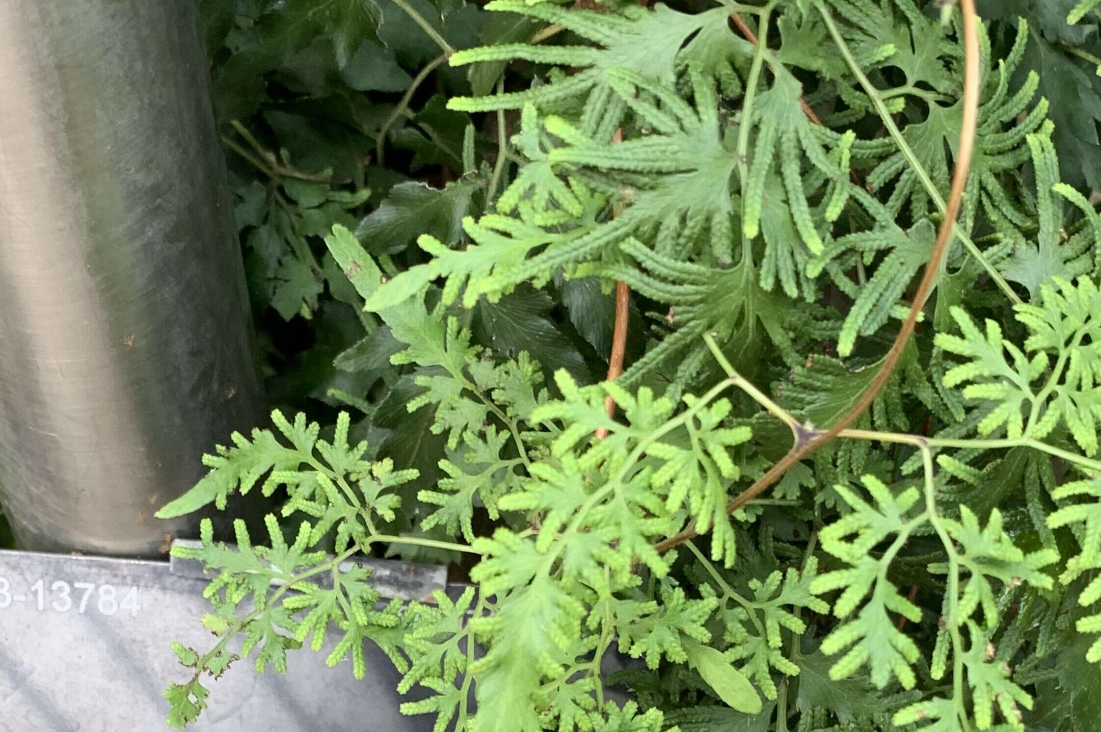 Image of Japanese climbing fern