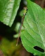 Image of Ceriagrion olivaceum Laidlaw 1914