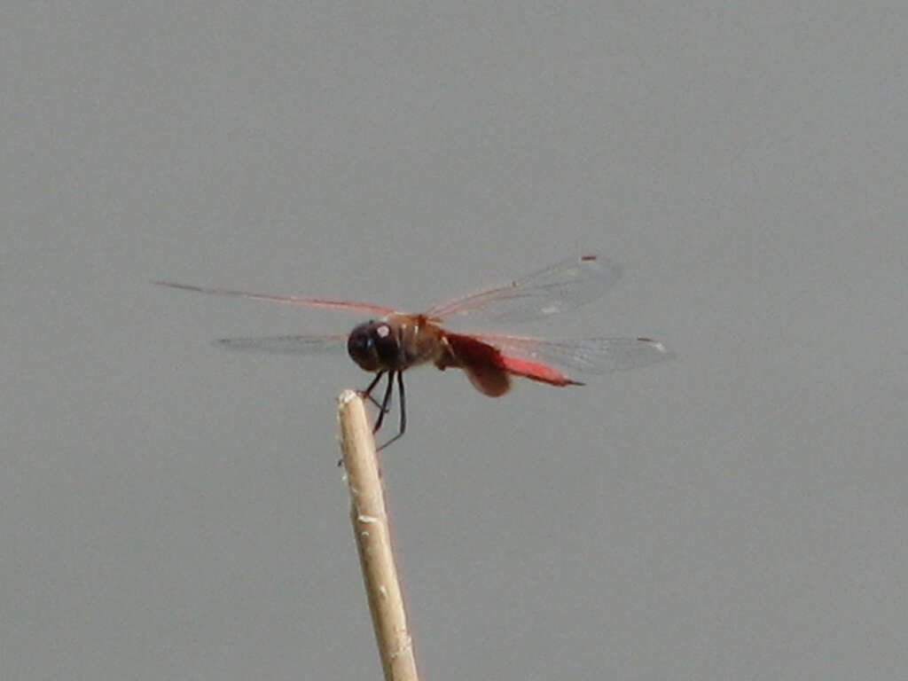 Tramea insularis Hagen 1861 resmi