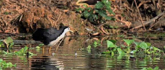 Image of White-breasted Waterhen