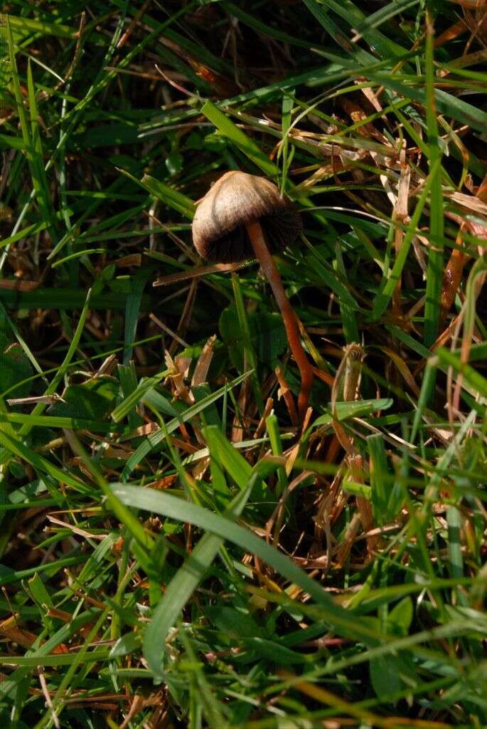 Plancia ëd Psilocybe semilanceata (Fr.) P. Kumm. 1871