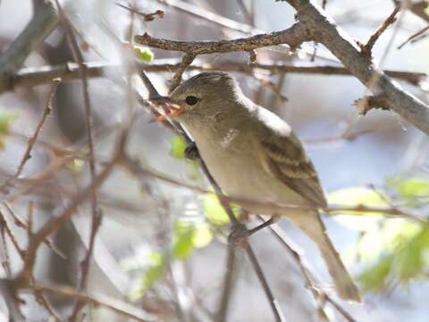 Image of Northern Beardless Tyrannulet