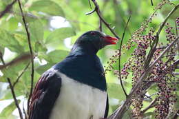 Image of Kererū