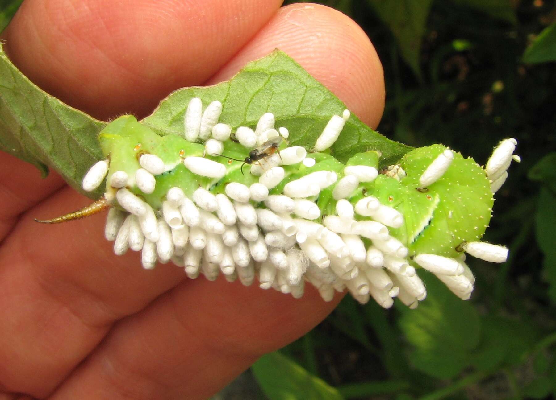 Image of Cotesia congregata (Say 1836)