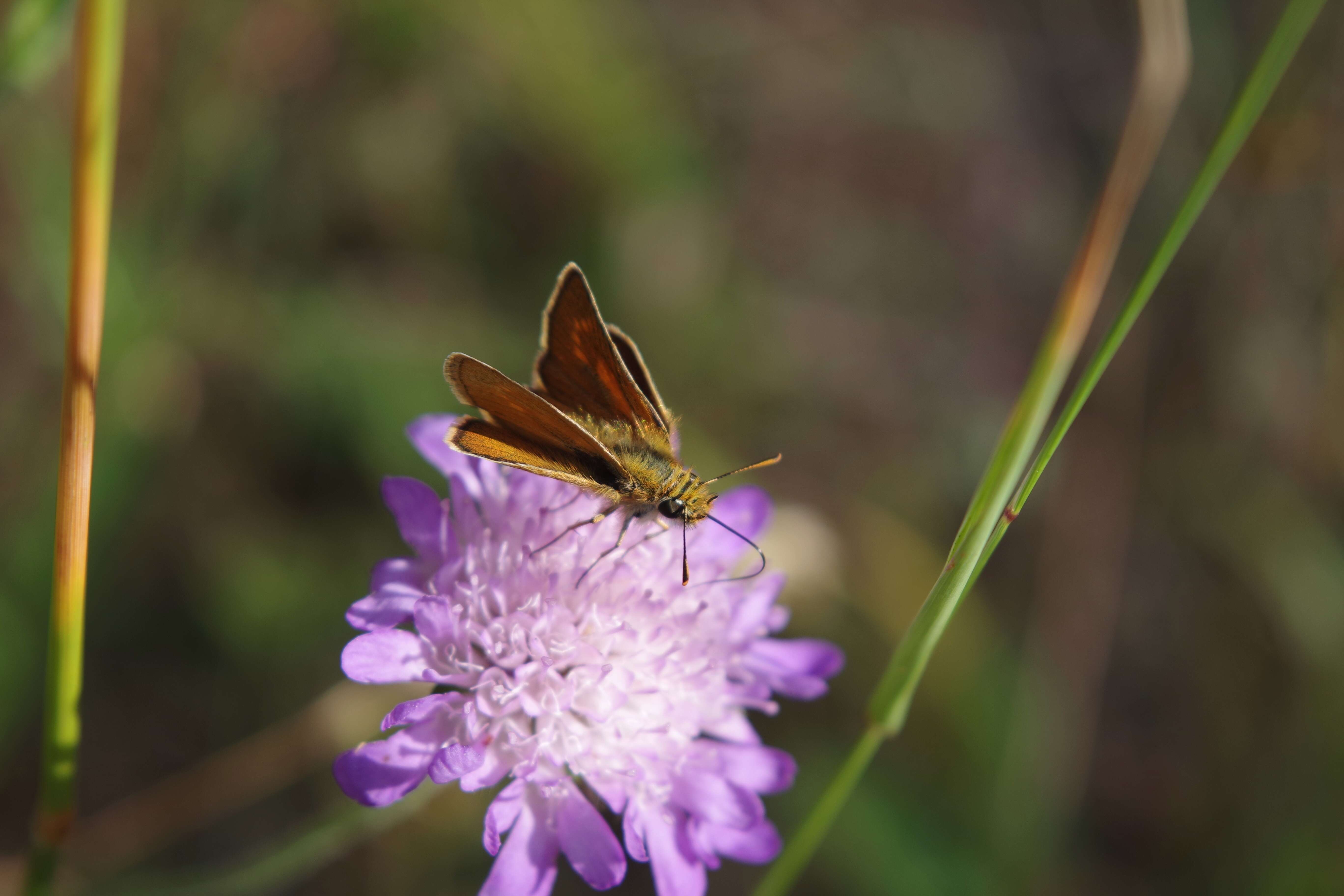 Image of lulworth skipper