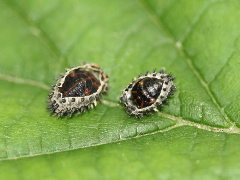 Imagem de Brumus quadripustulatus (Linnaeus 1758)