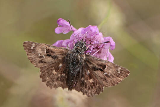 Image of Mallow Skipper